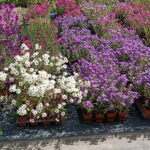 photo_aster